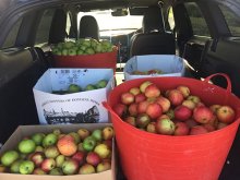 Apple Day Apple Day