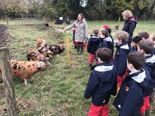 Tigers Trip to a Smallholding Tigers Trip to a Smallholding