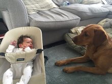 Baby Scriven Arrives Baby Scriven Arrives