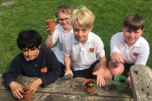 5S are growing tomatoes 5S are growing tomatoes